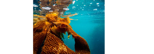 Photo of algae for YASOU skin care blog post called "Summer Skin Care Trends for 2024: Marine Algae"