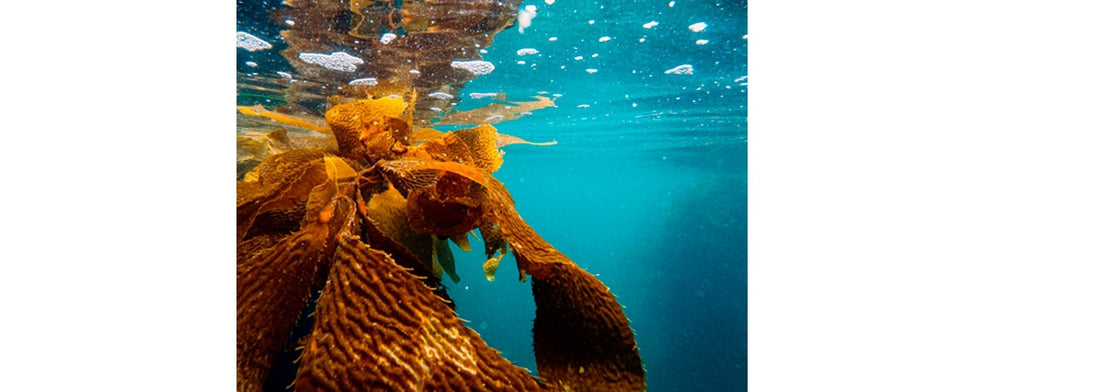 Algae: The Key Ingredient In 2024 Skin Care