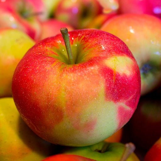 Ingredient: Apple extract showing apple up close.