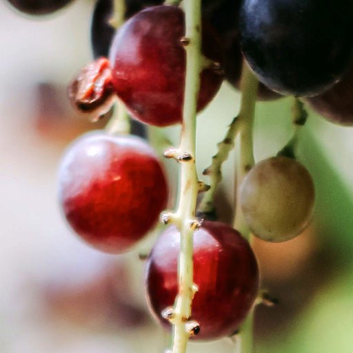 Ingredient: Grapes extract. Show casing purple grapes hanging from a vine close up.