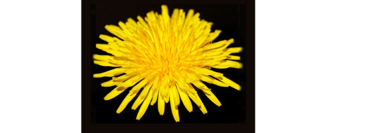 Photo of a Dandeloin for YASOU's blog post called "Dandeloin Root Extract."