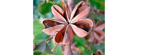 Image for YASOU blog post called "Introducing Soapbark Extract: Nature’s Gentle Cleanser"