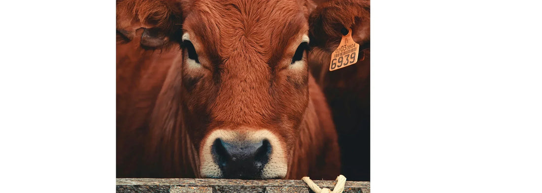 Is Beef Tallow Actually Good for Skin? 4 Reasons I’m Skeptical