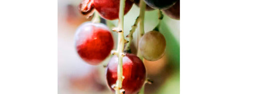 What is grape seed extract?