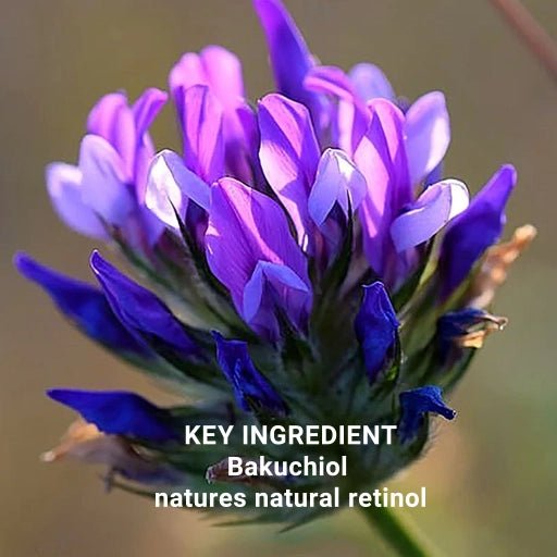 Close-up of purple flowers with text about Bakuchiol, a natural retinol ingredient.